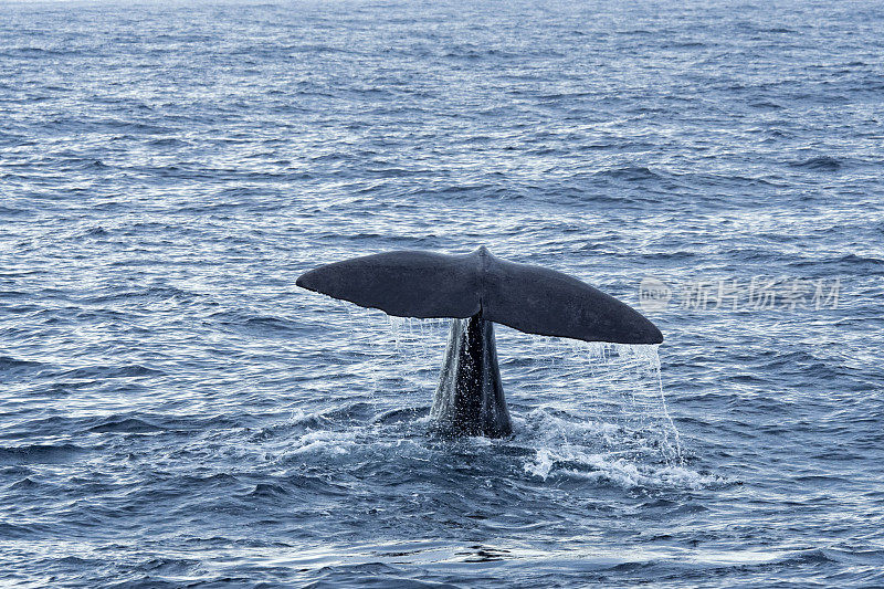 挪威安代尼斯附近潜水抹香鲸的尾部吸片