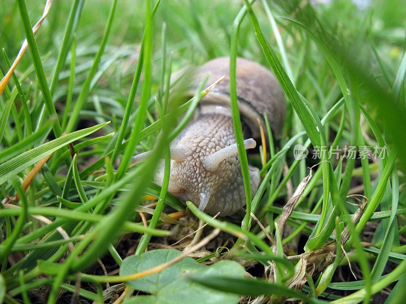 罗马蜗牛(双螺旋蜜桃)穿过草地接近