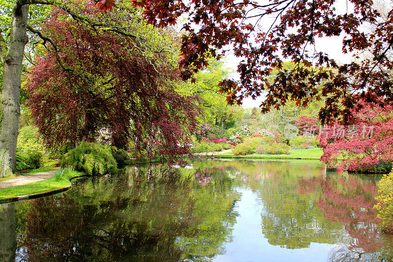 花园池塘边的杜鹃花和日本枫树