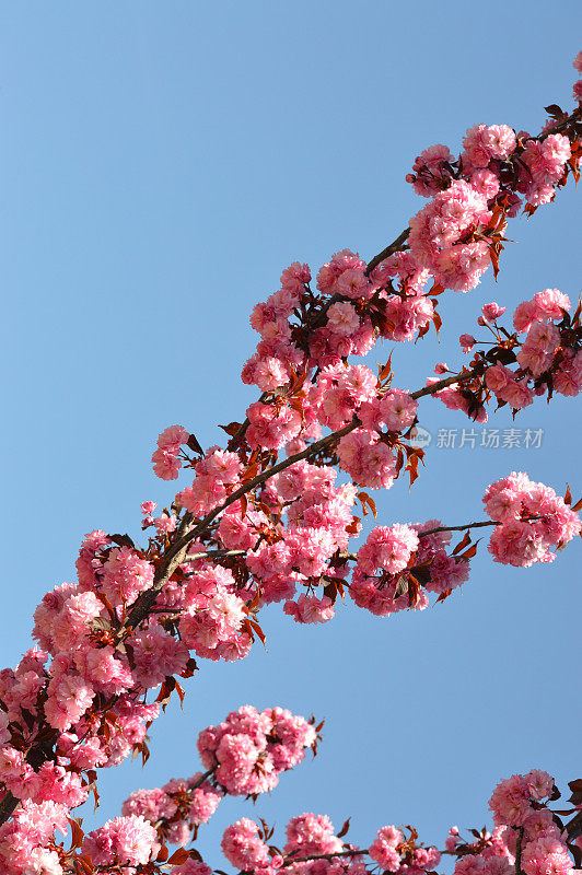 春天苹果花