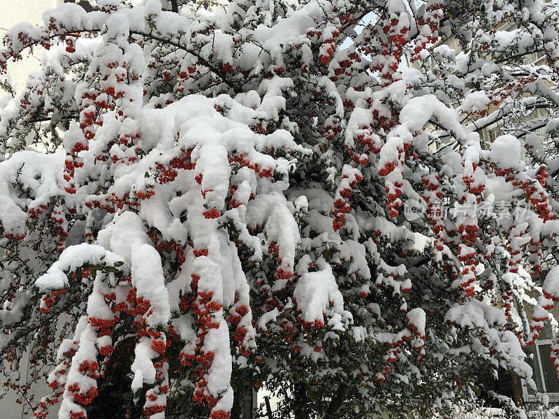 冰雪覆盖的浆果