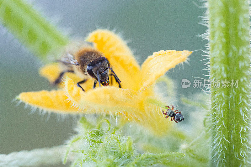 蜘蛛和蜜蜂在南瓜花上对峙