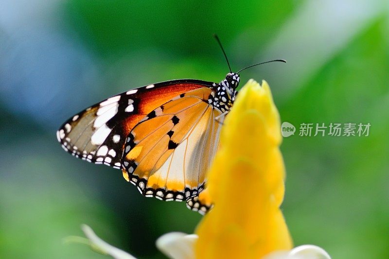 蝴蝶在一朵花上