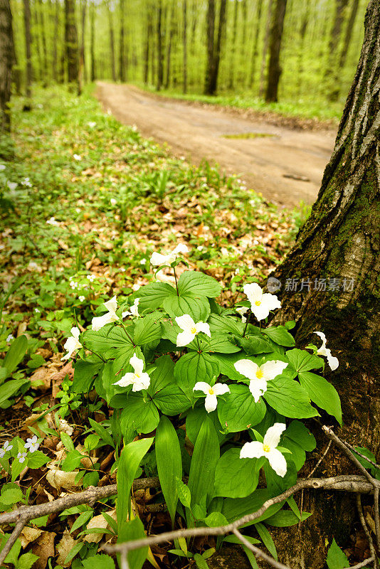 春延草野花