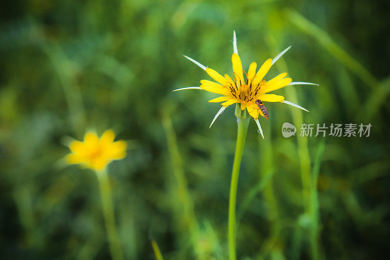 尖的黄色花和一只蜜蜂在模糊的绿色背景