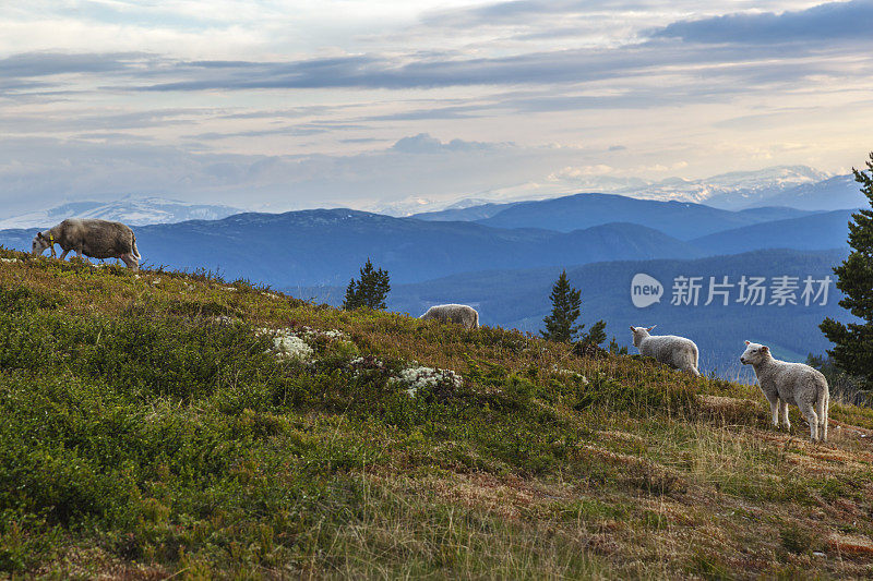 日落时分，挪威山区草地上的羊群。