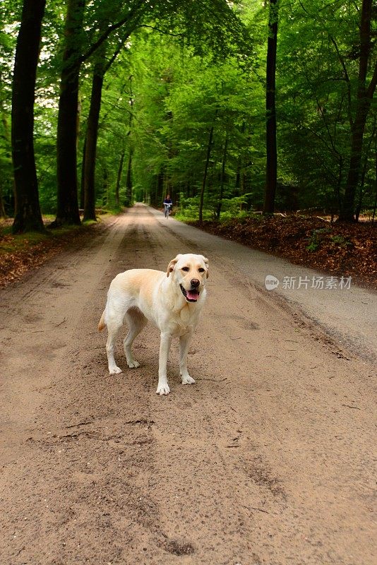 拉布拉多寻回犬