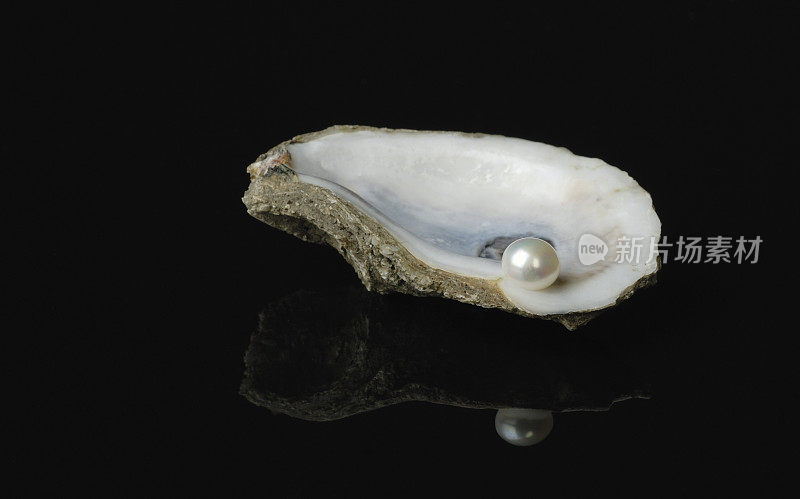 牡蛎壳中的珍珠