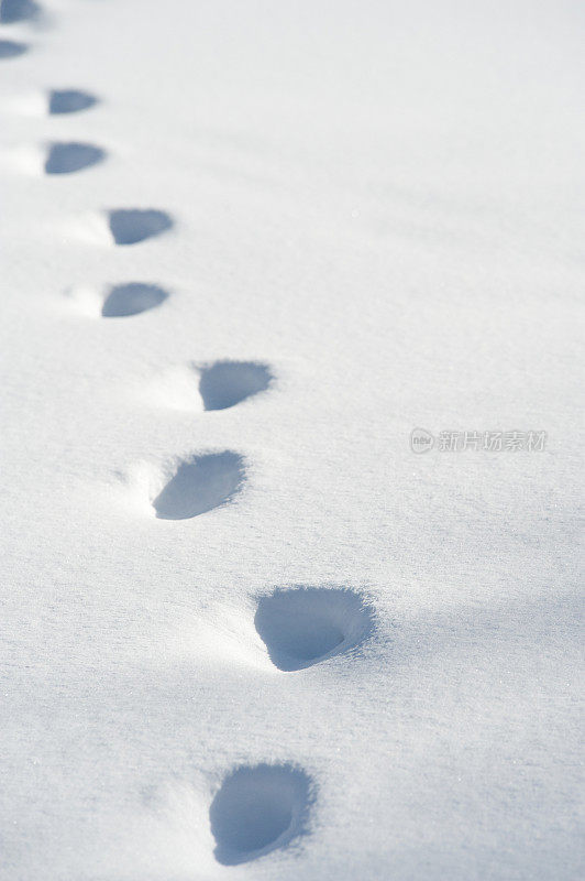 在雪的足迹