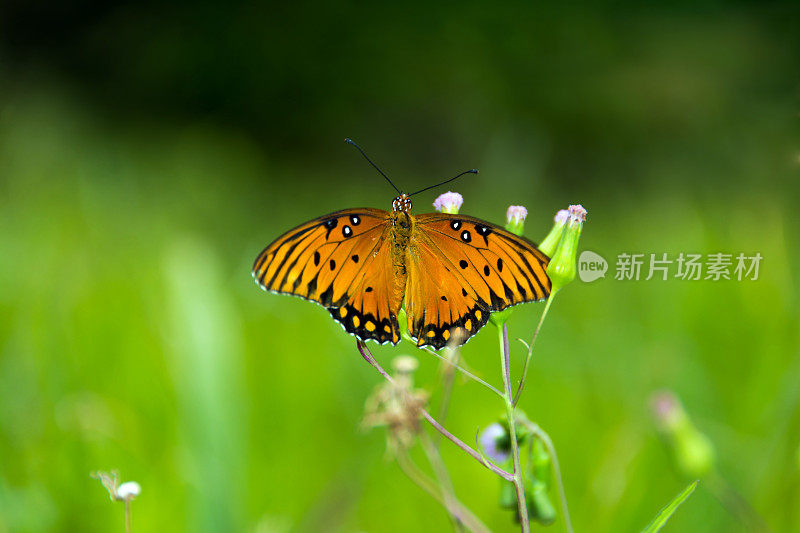 蝴蝶在绿色的草地上