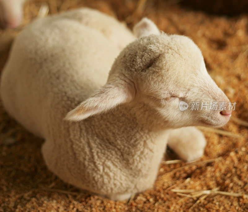 可爱的羊睡觉