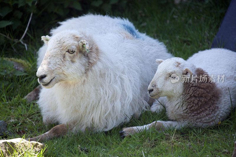羊妈妈和羊女儿