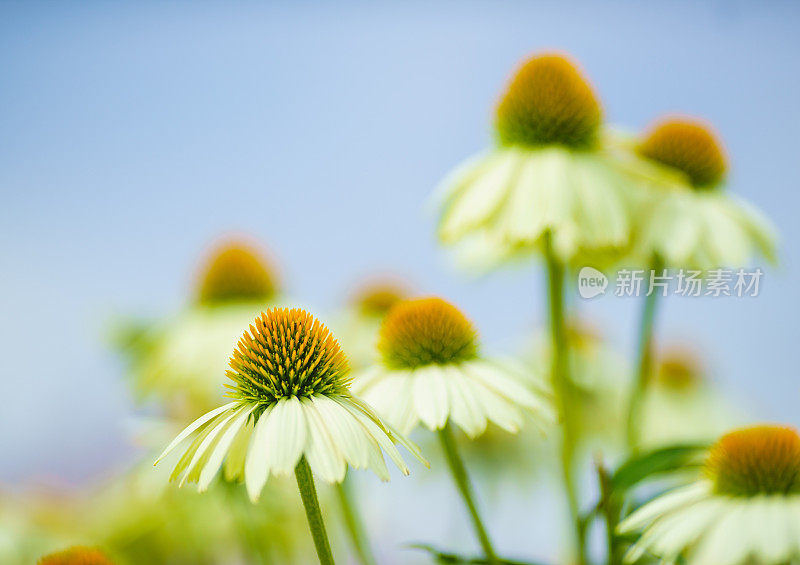 白色的松果菊