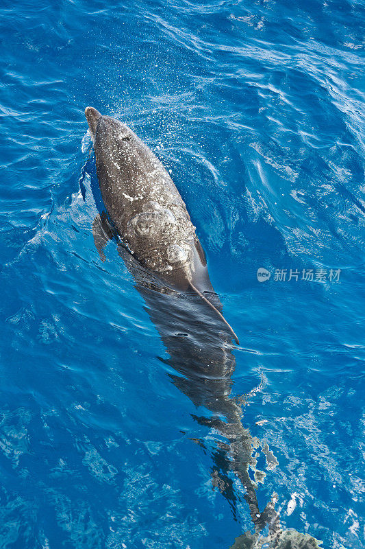 夏威夷考艾岛的宽吻海豚