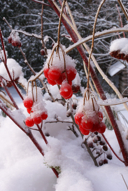 “几束浆果和雪”