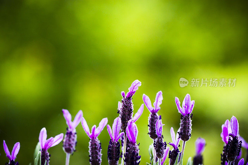 法式薰衣草紫色花头配绿色背景，复制空间