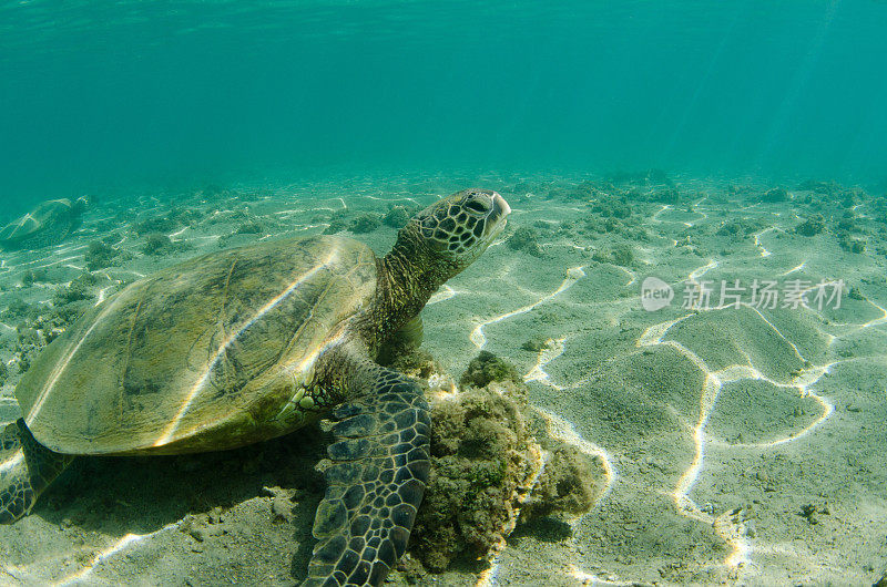 海龟在检查东西