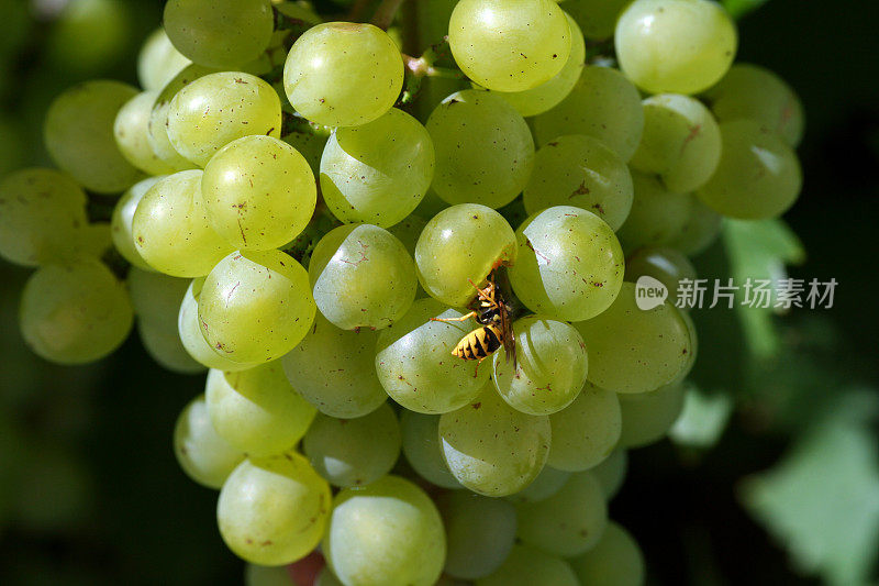 黄蜂吃葡萄