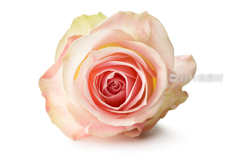 花:孤立在白色背景上的玫瑰