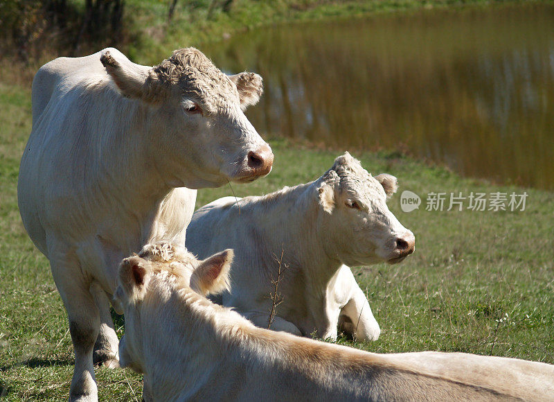 查莱特牛肉