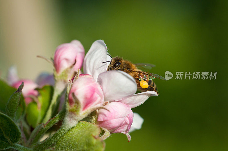 蜜蜂以苹果树的花为食，采集花粉