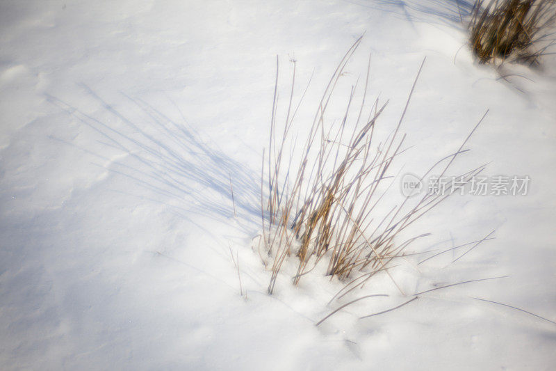 雪上的干草