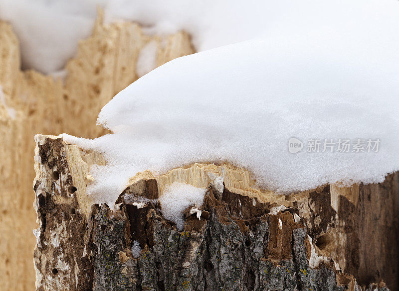 树桩上的新雪