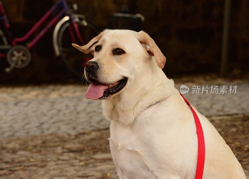 拉布拉多寻回犬