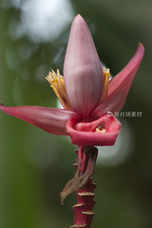 热带粉红花，美丽，浅景深，特写