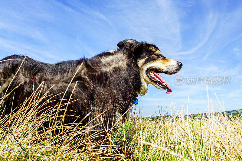 边境牧羊犬站在草地上