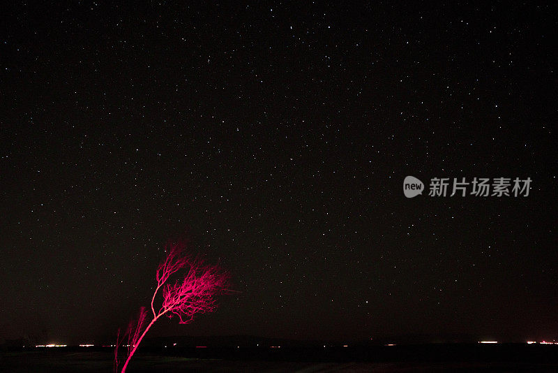 索尔顿海，一棵孤独的红树，映衬着繁星点点的天空