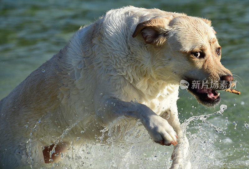 拉布拉多寻回犬