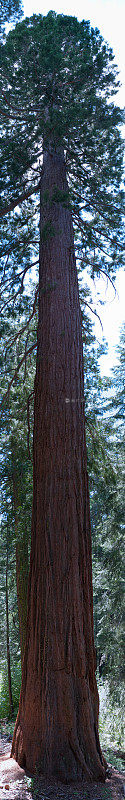古老的巨型红杉，约塞米蒂，加利福尼亚州