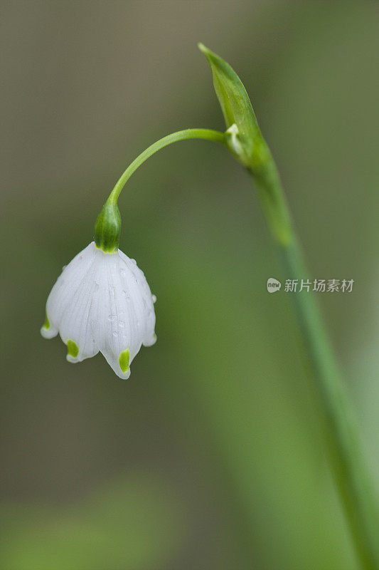 单雪花莲花