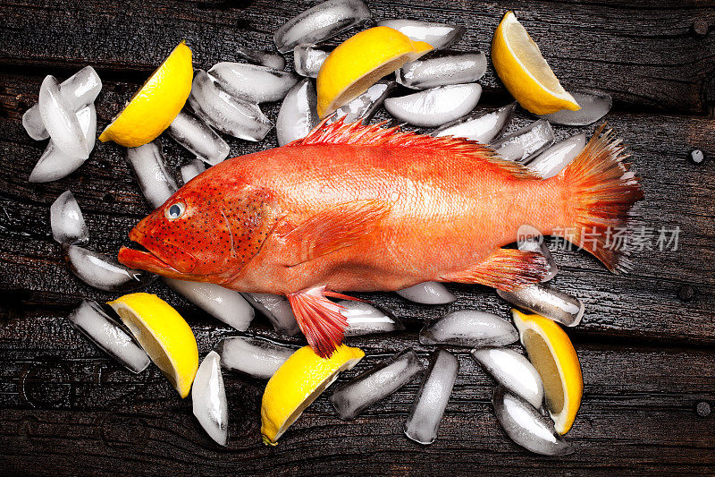 冰上的橙石斑鱼