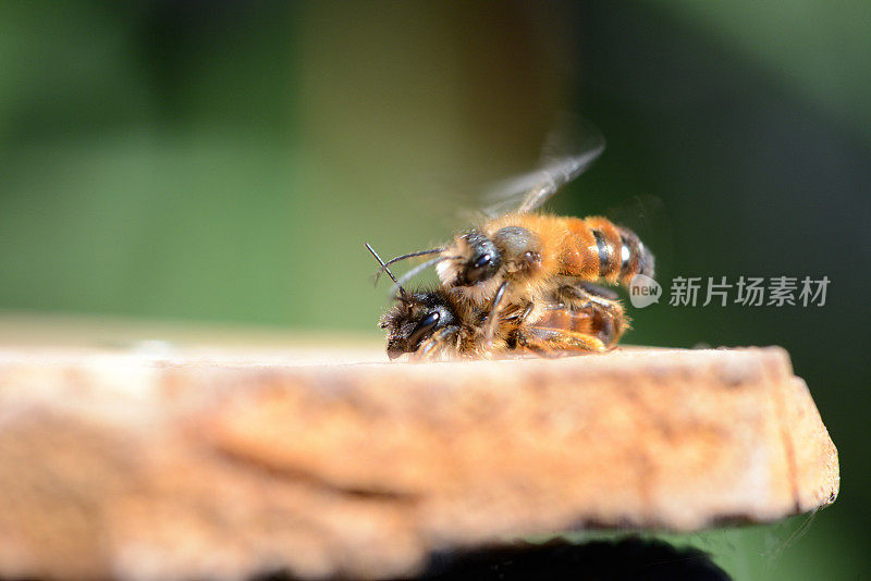 一对野蜂双角蜂