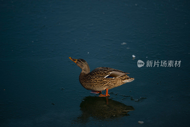 鸟儿在寒冷的冬天