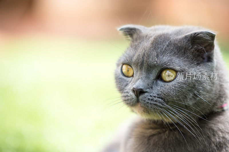 特写的漂亮的苏格兰折猫的头和脸