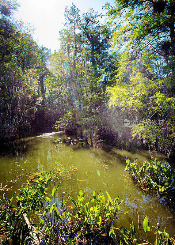 冬末的午后，有河流和水草的佛罗里达大沼泽地