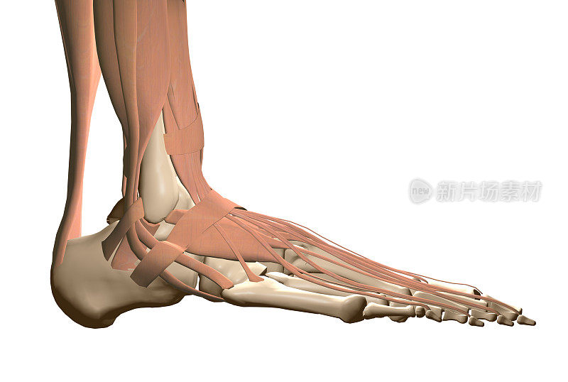 人类的脚解剖学