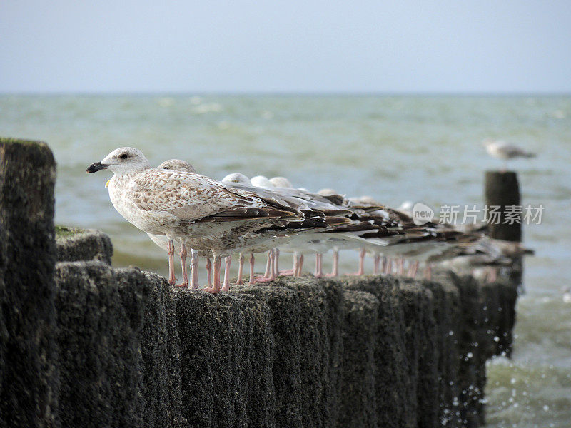 海鸥在海滩的杆子上