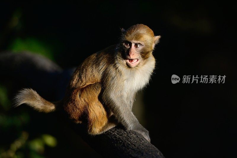 在树林里玩小猴子010