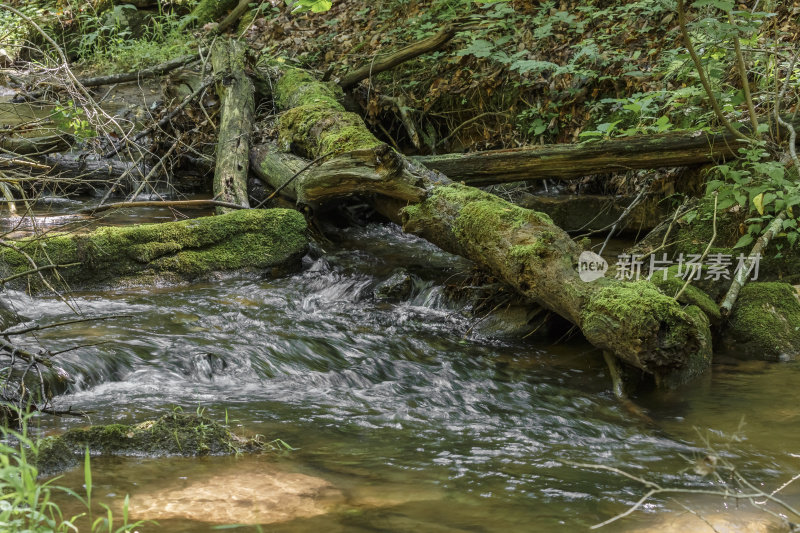 宁静的场景——水在老苔藓覆盖的木头下流动