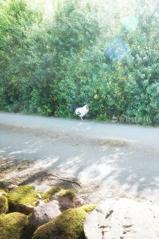 法国乡间小路上的小公鸡