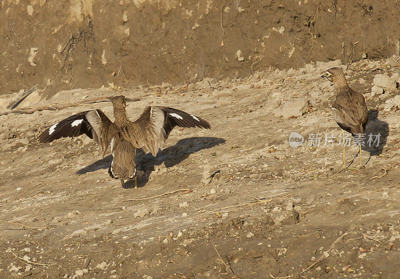 水Thick-knee