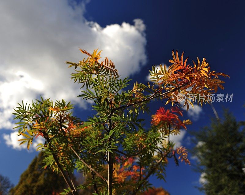 色彩缤纷的小秋天小树对抗戏剧性的天空