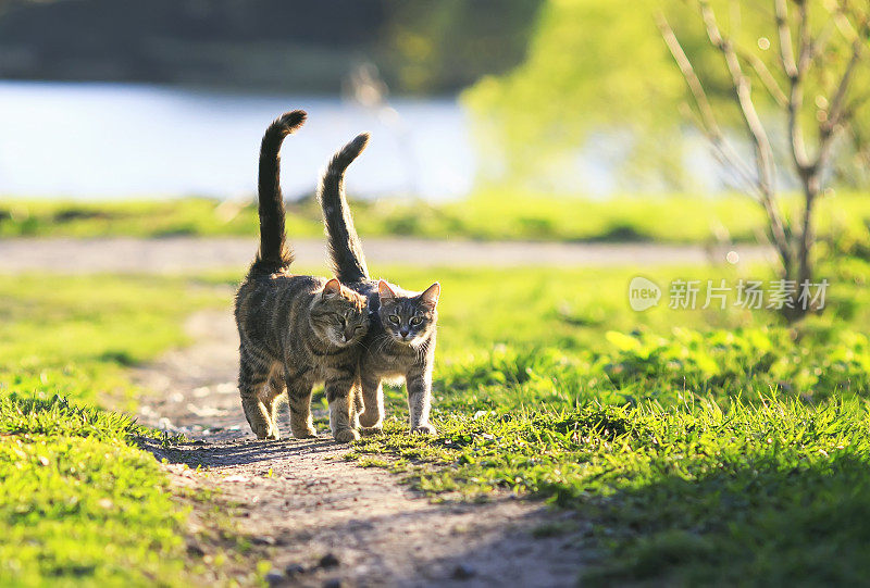 在一个阳光明媚的夏日，两只可爱的条纹小猫手挽手在绿色的草地上散步，举着尾巴