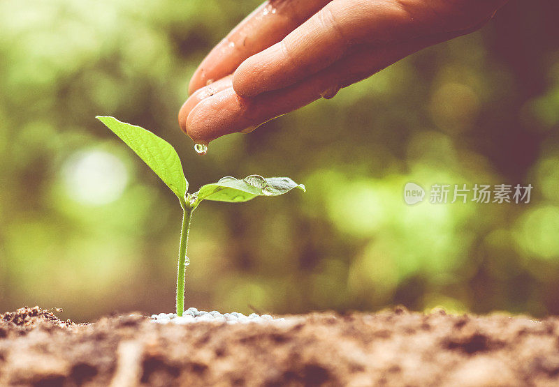 生长和培育绿色植物幼苗