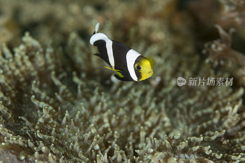 鞍背海葵鱼