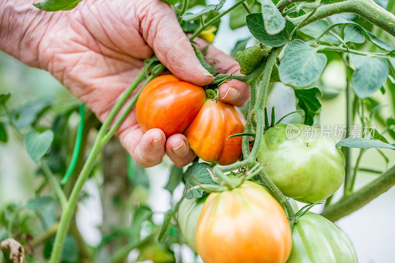 在菜园里摘番茄
